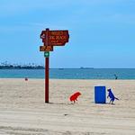 Rosie's Dog Beach