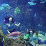 Downtown Aquarium