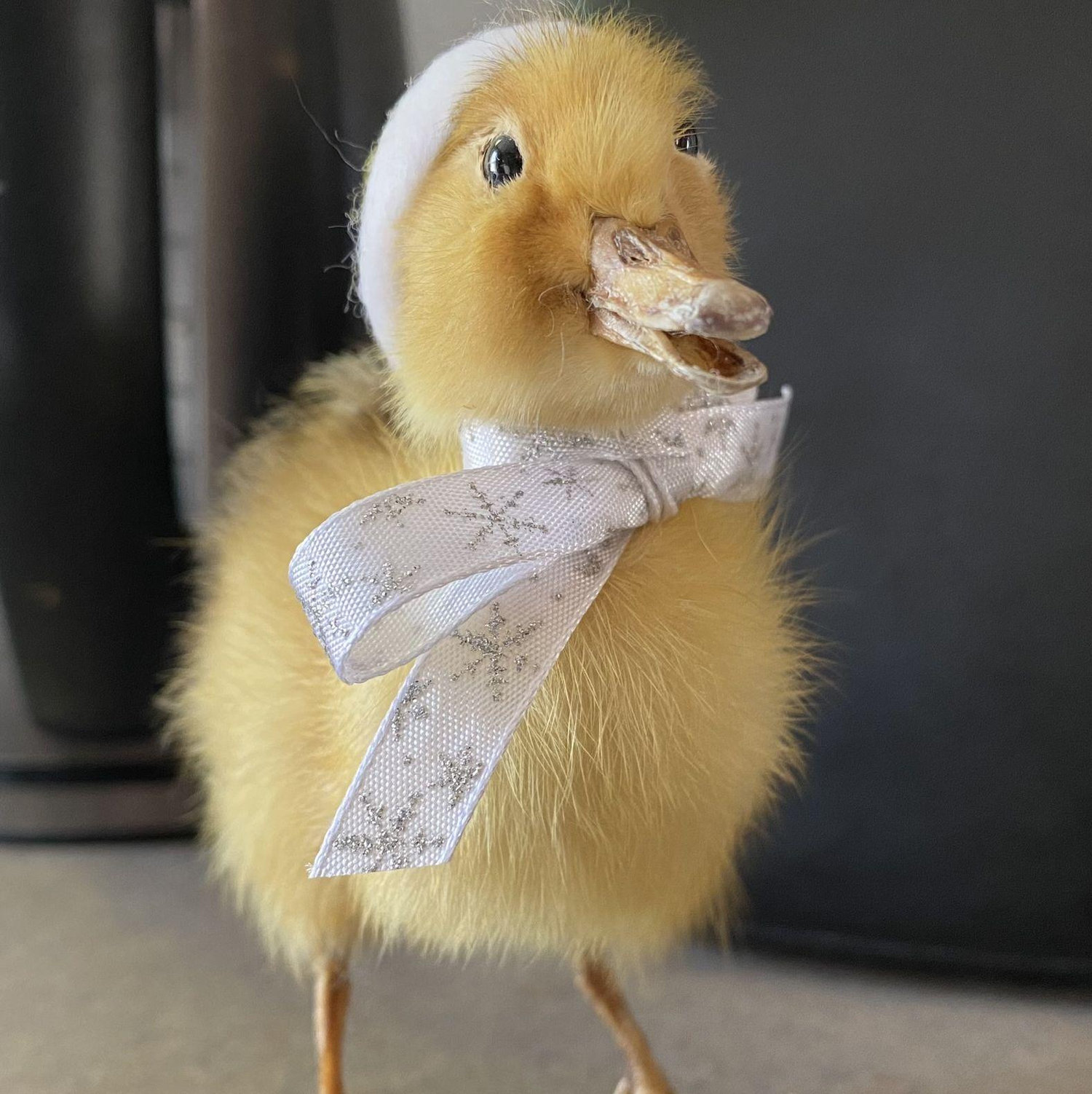 First gift from Cole