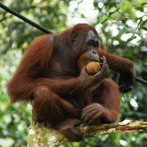 River cruise to see Orangutans