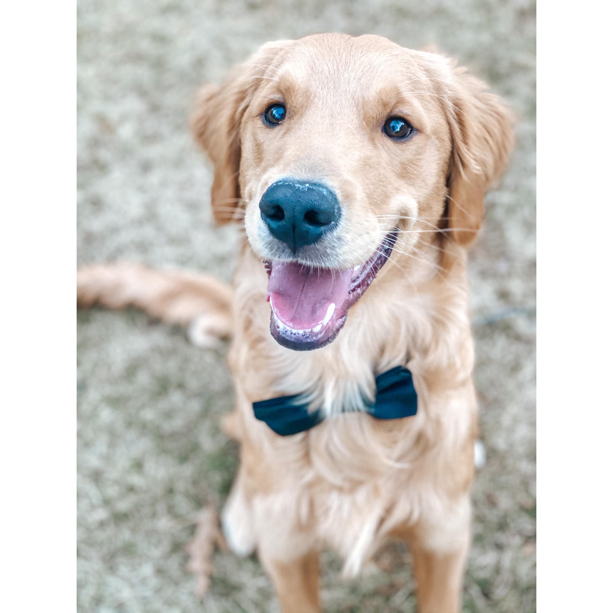 Our sweet pup, Freddie!