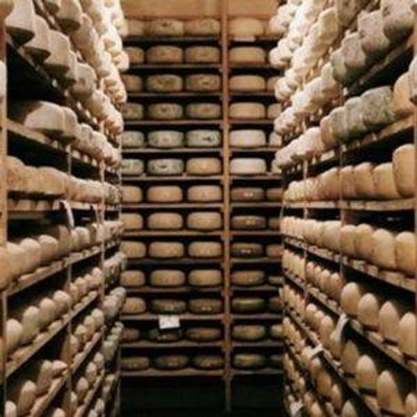 "Brazos Valley Cheese" fund