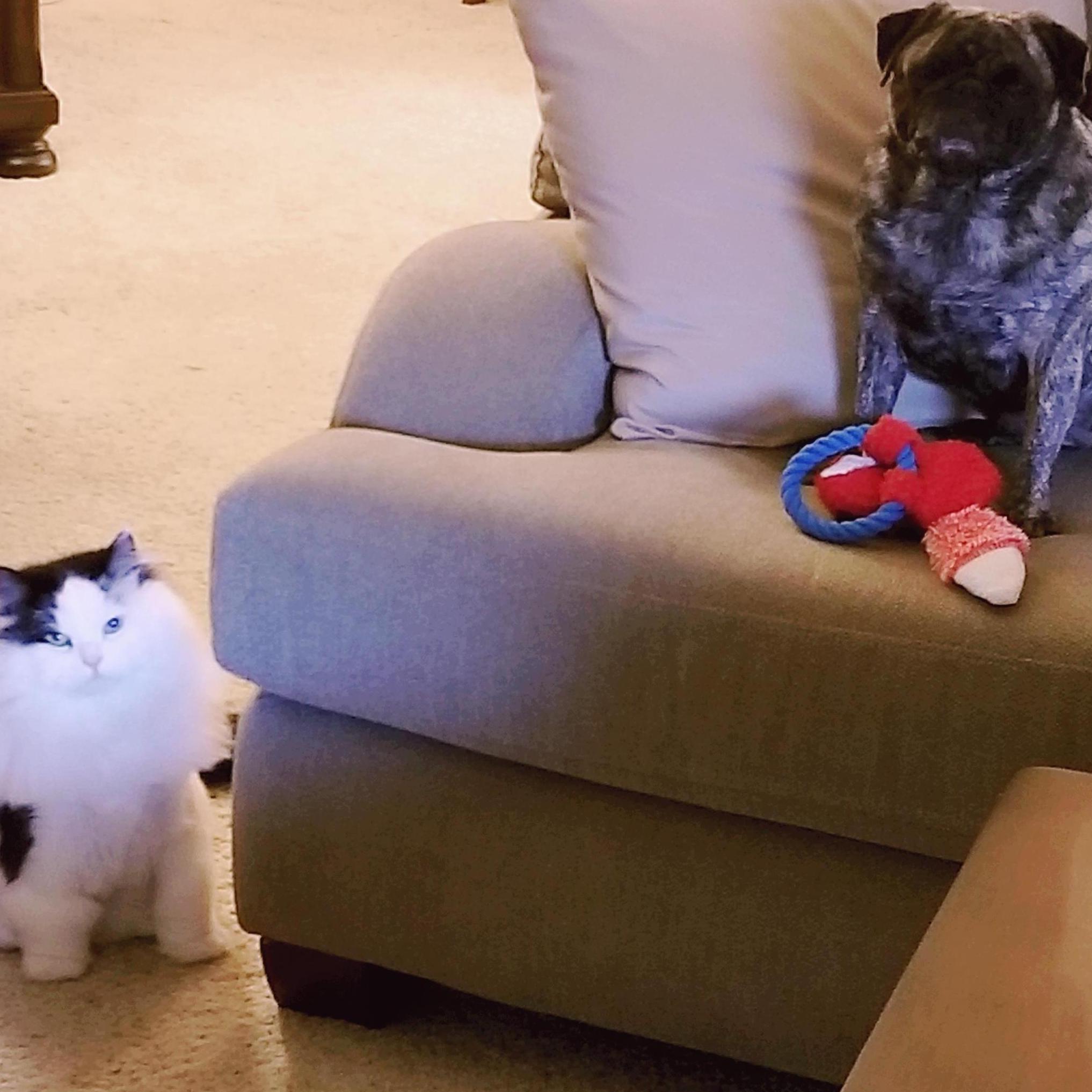 Our Darlings Angie and Bella - April 2018