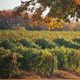Fenn Valley Vineyards