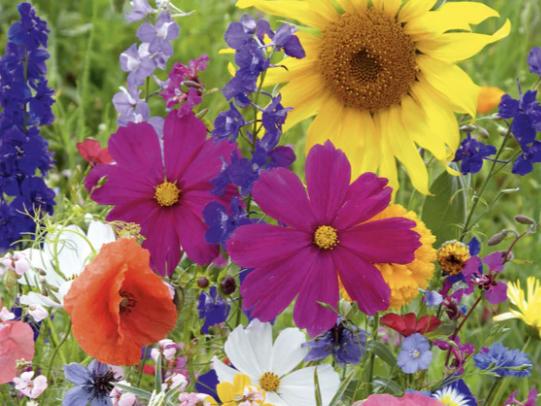 The Wedding Website of Kaitrin Rodgers and John Trimble