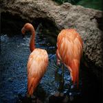 The Dallas World Aquarium