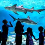 OdySea Aquarium