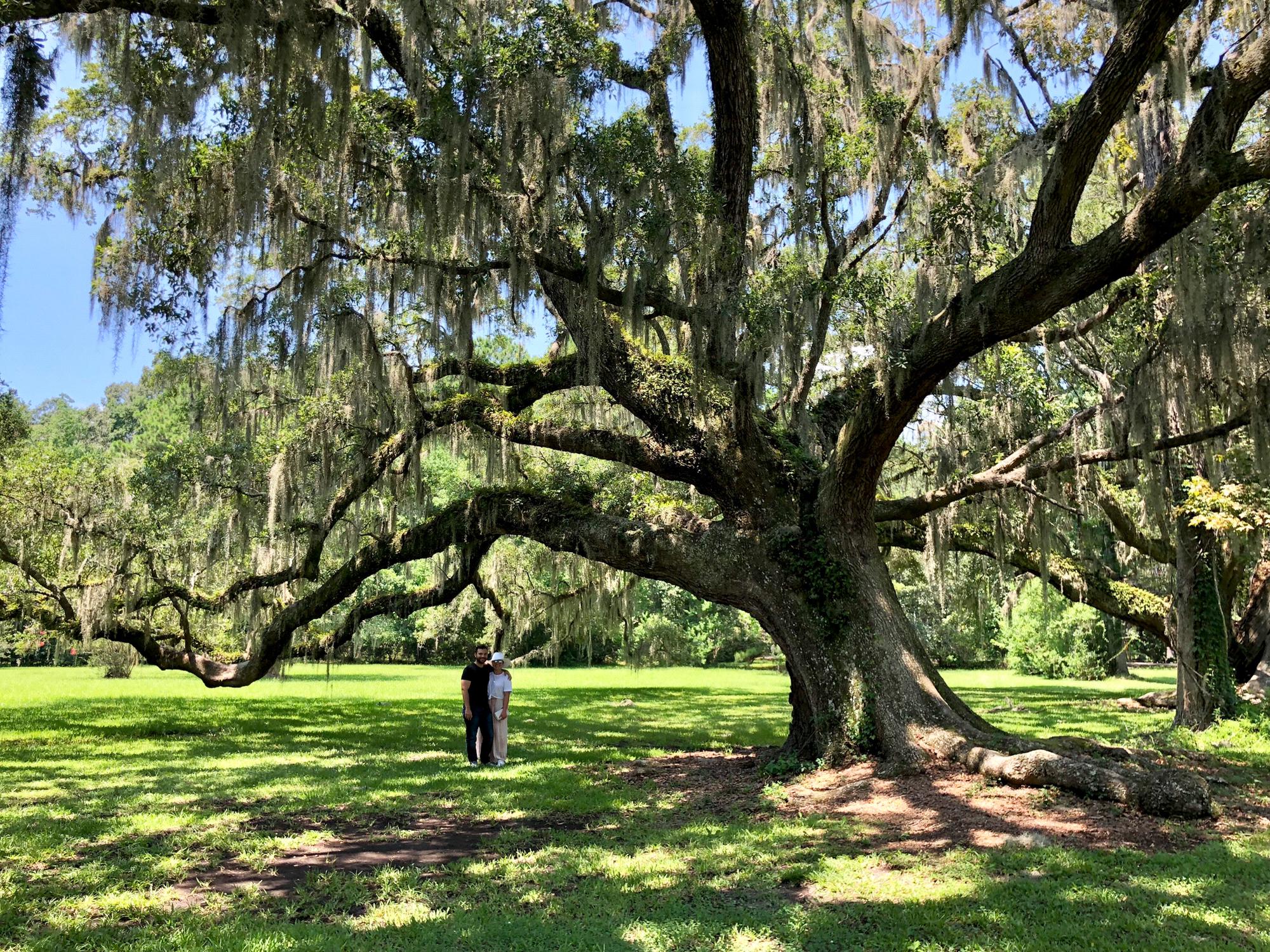 Charleston oaks