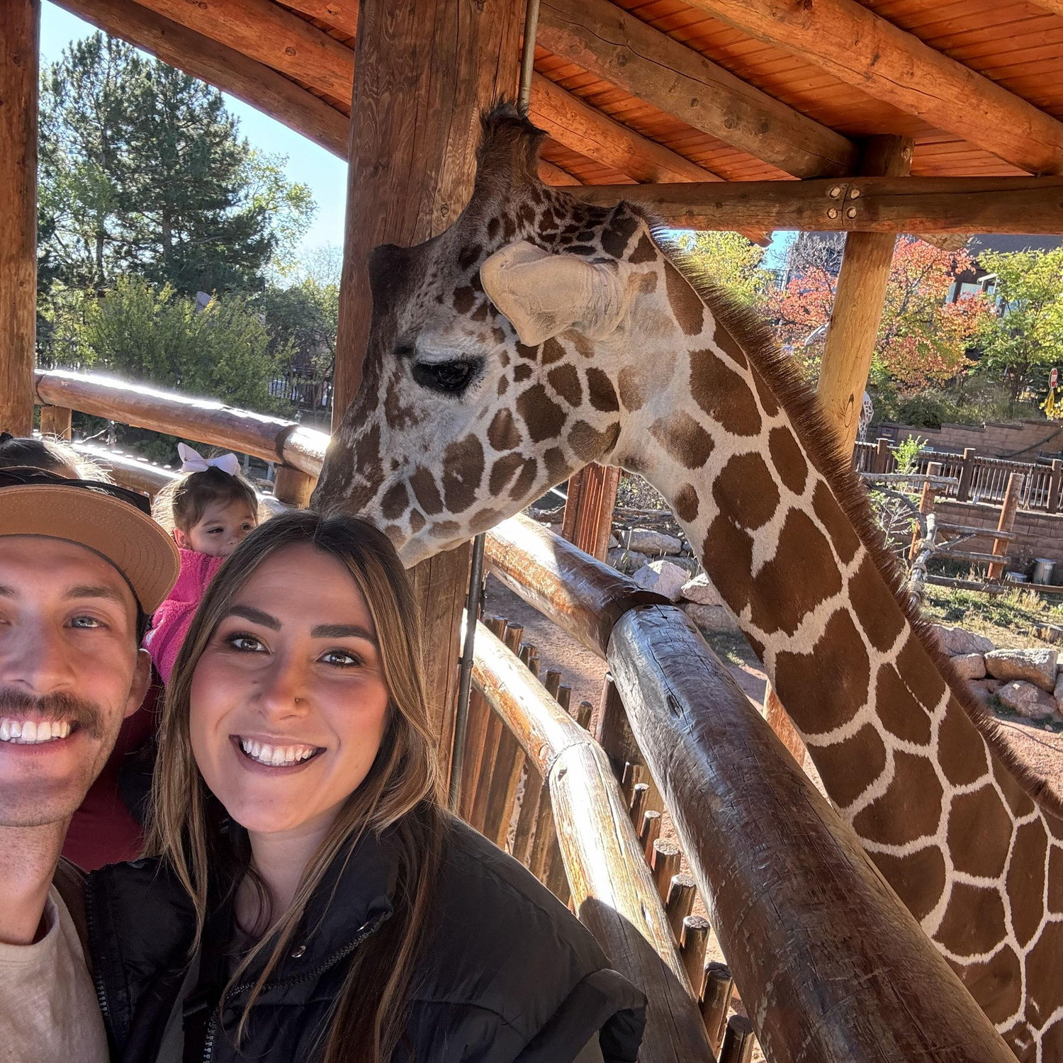 Feeding Giraffes
