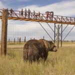 The Wild Animal Sanctuary