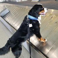 We like to hang out at the airport. Some of us even try to snatch the luggage from the carousels.