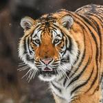 Mike the Tiger's Habitat @ LSU