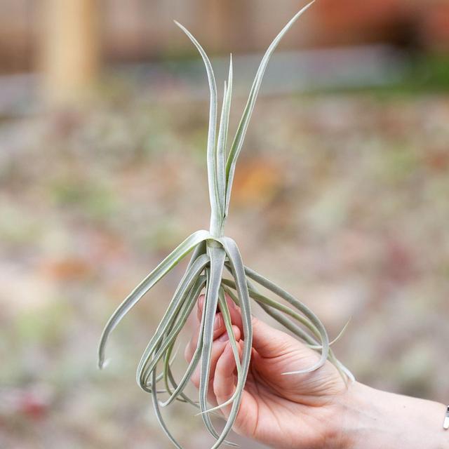 Air Plant Club - $20 Premium Monthly Subscription Box