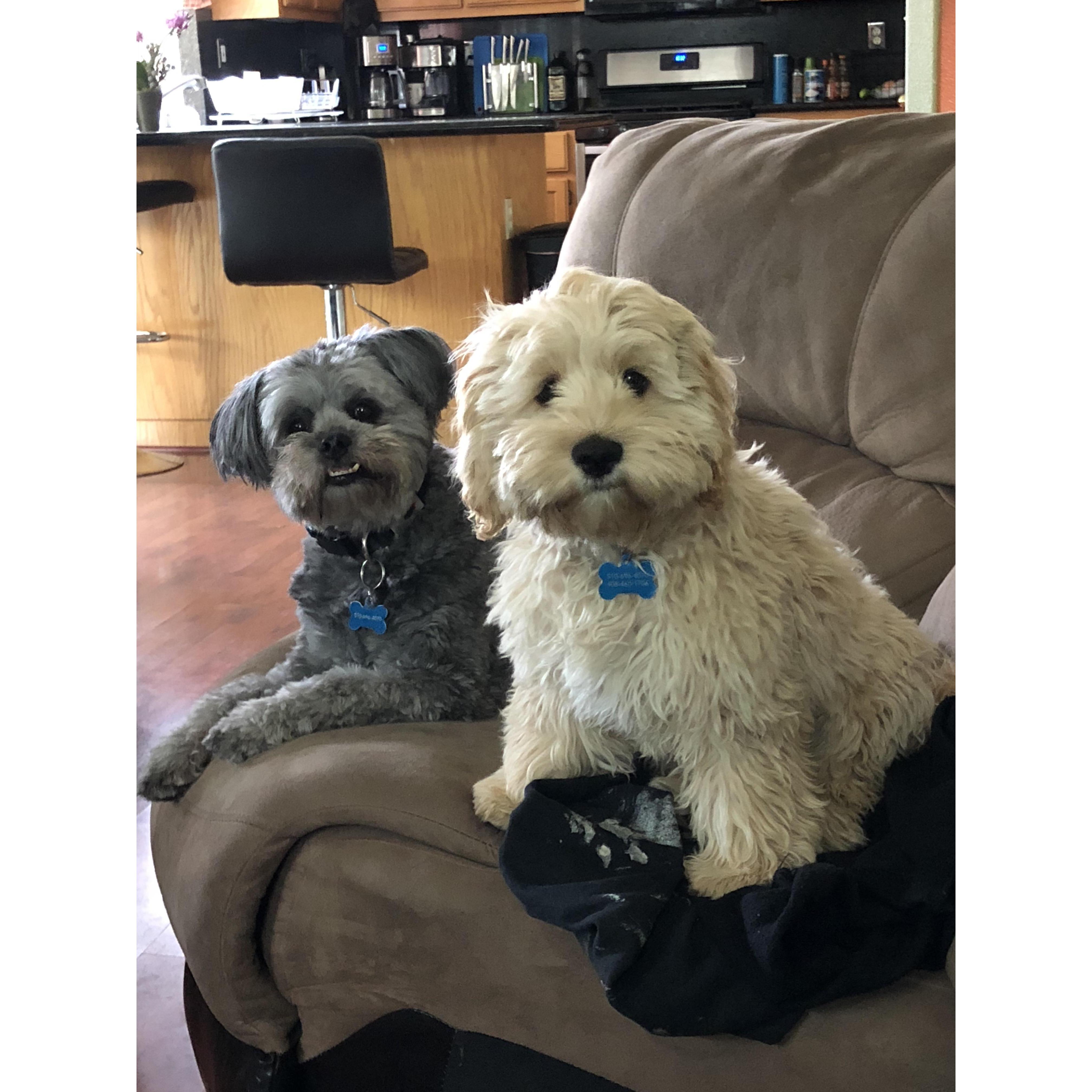 Fur Kids.
