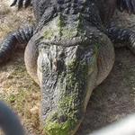 Gulf Coast Gator Ranch & Tours
