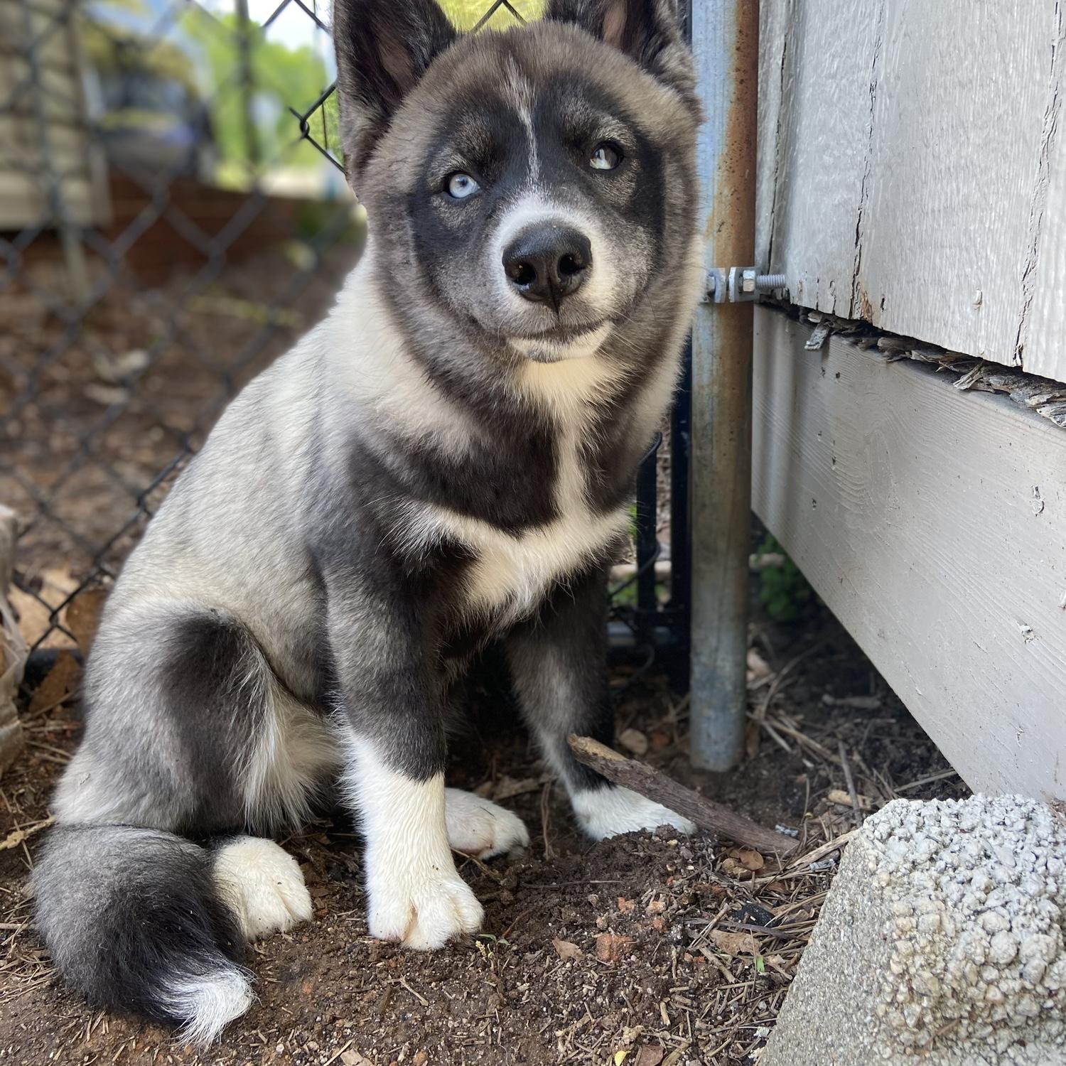 Our second baby Willow 2021