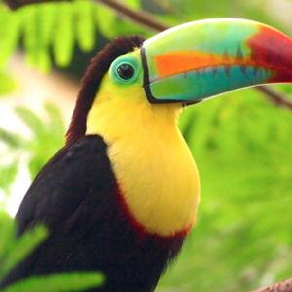 Vote for Honeymoon Option 3 - From Costa Rica's Mountains to Jungles and Beaches
