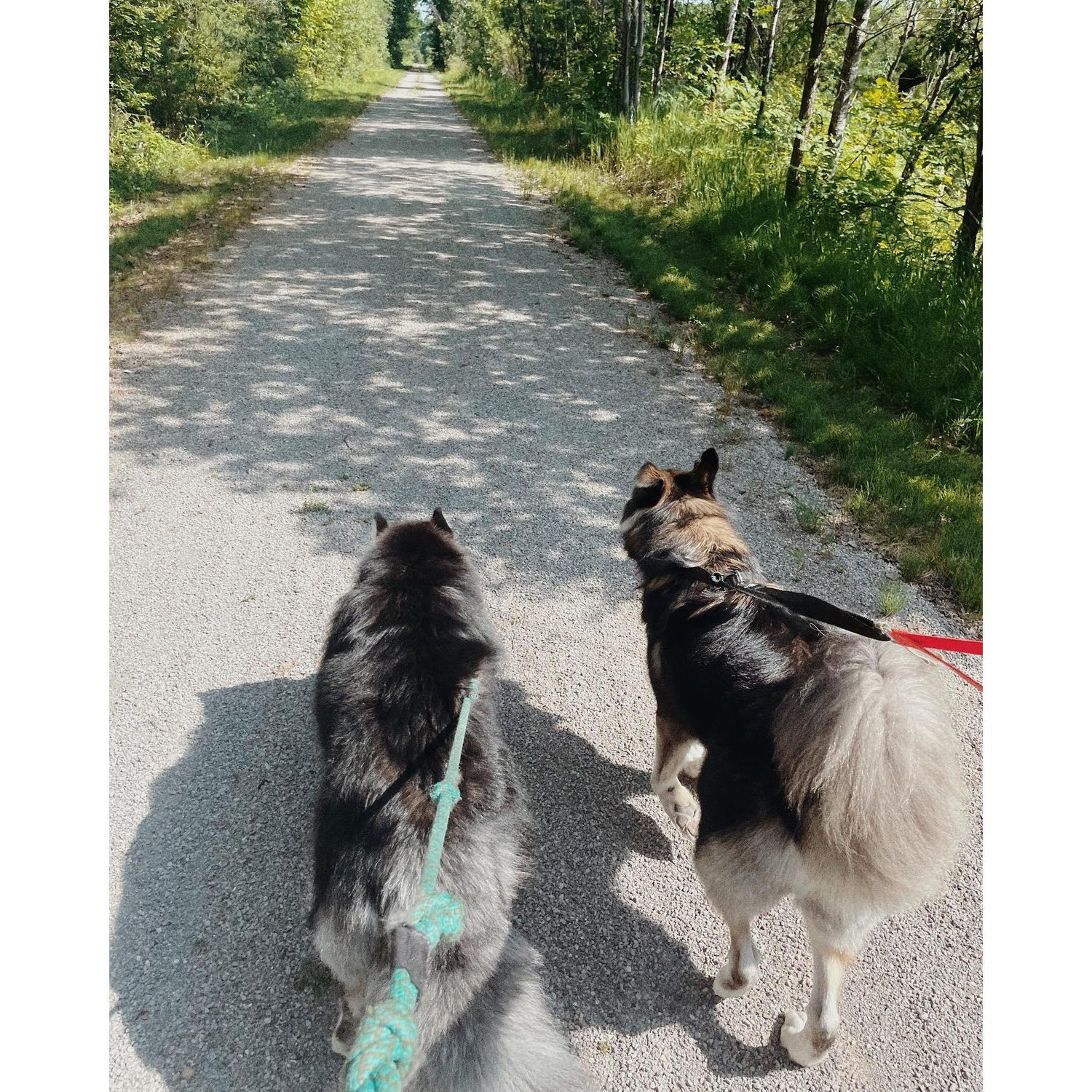 wooli and griz walking at their grandparents