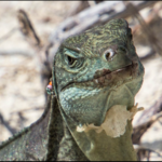 IGUANA ISLAND