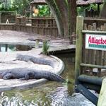 St. Augustine Alligator Farm Zoological Park