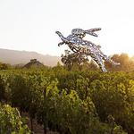 HALL Wines St. Helena