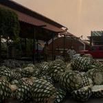 Don Agave Mezcal Tour