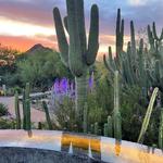 Desert Botanical Garden