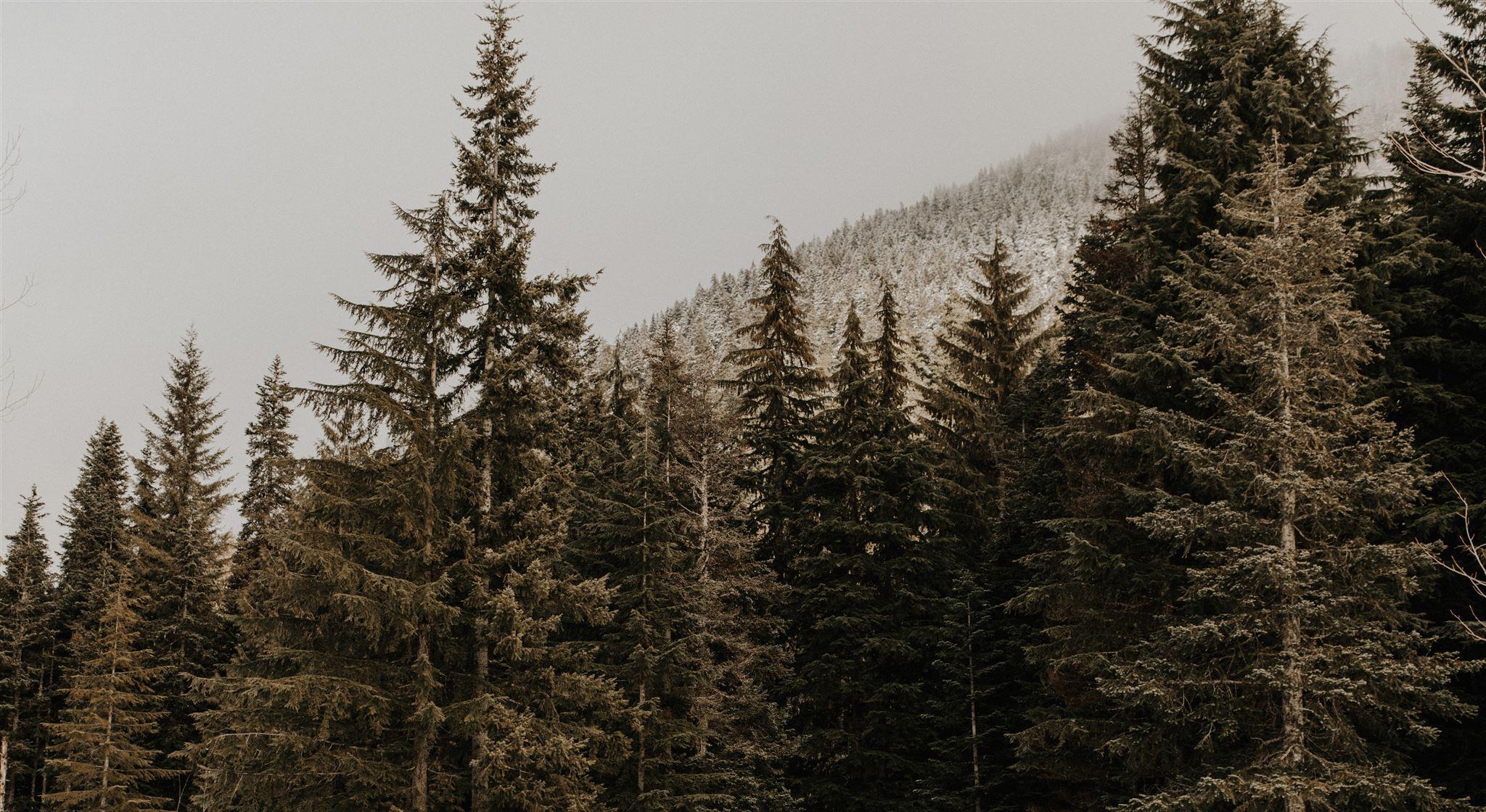 Footer image
