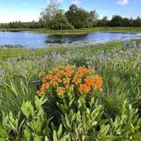 The Morton Arboretum