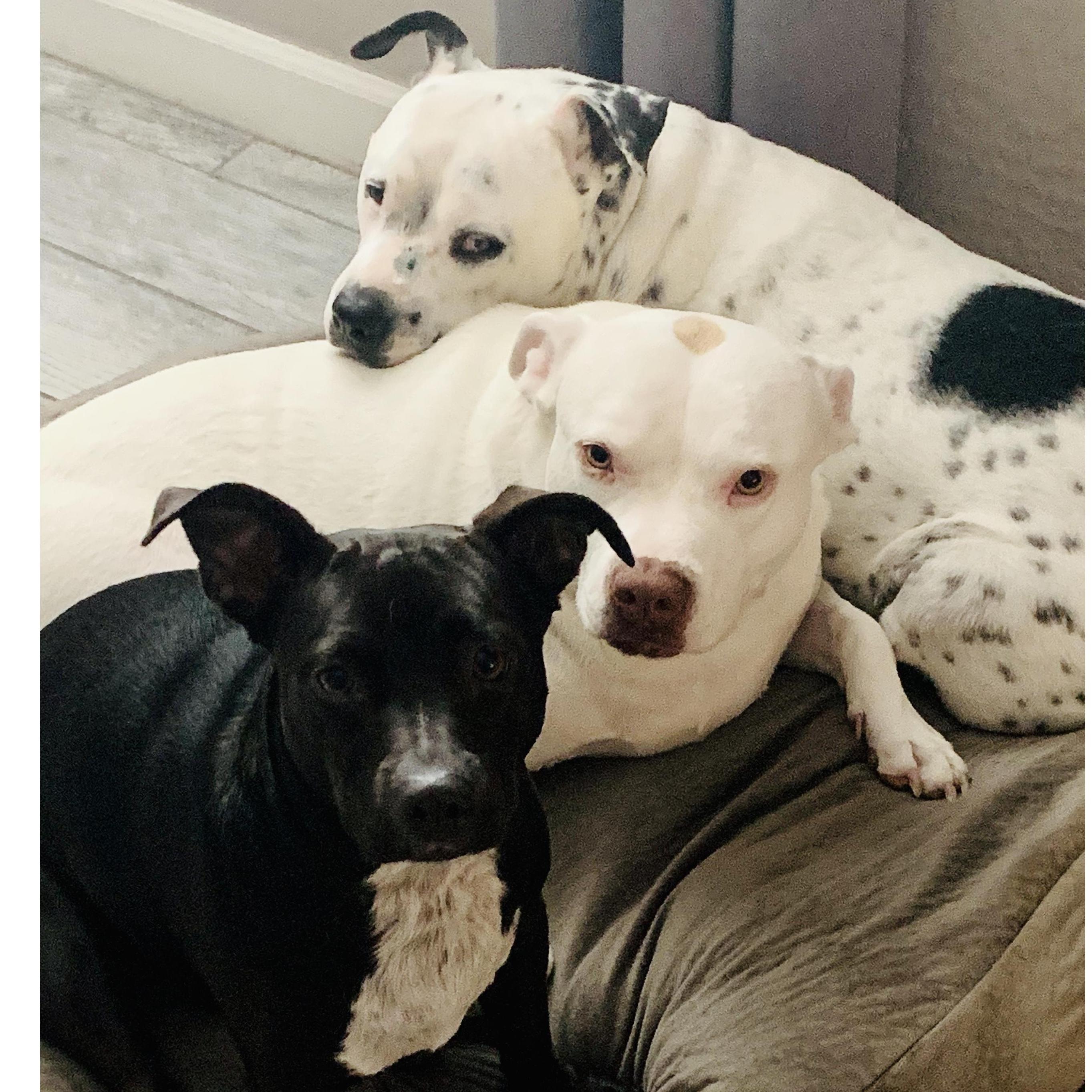 Our girls... Betsy, Pixie and Lou