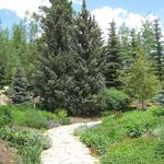 Betty Ford Alpine Gardens