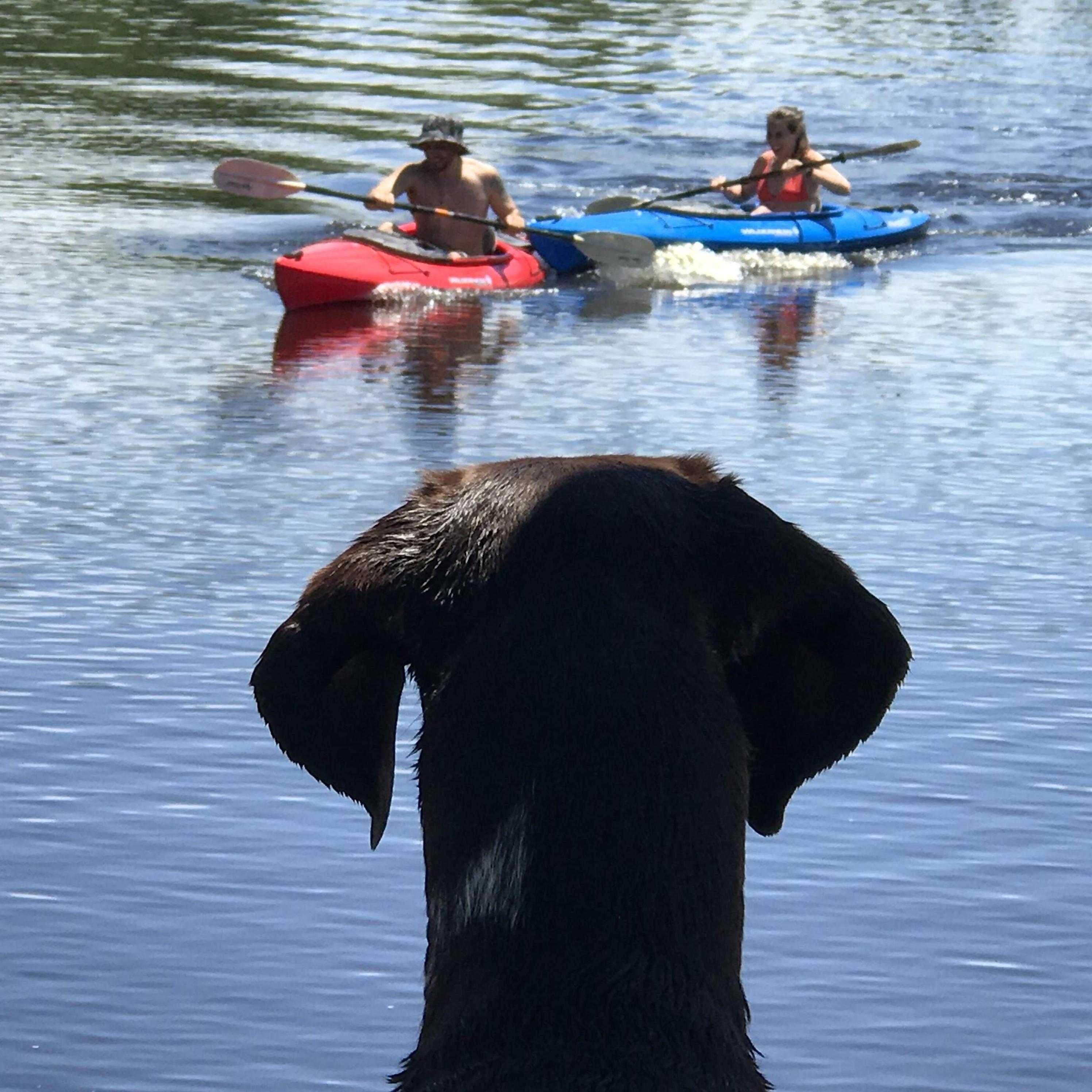 Scout watching us race down the Tuckahoe River