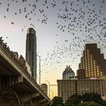 Austin Bat Bridge
