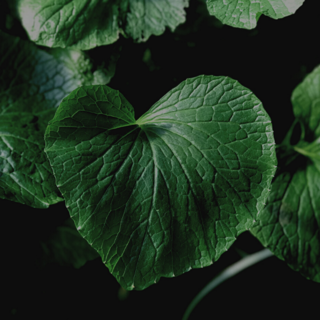 Wasabi Plant Start / Seedling