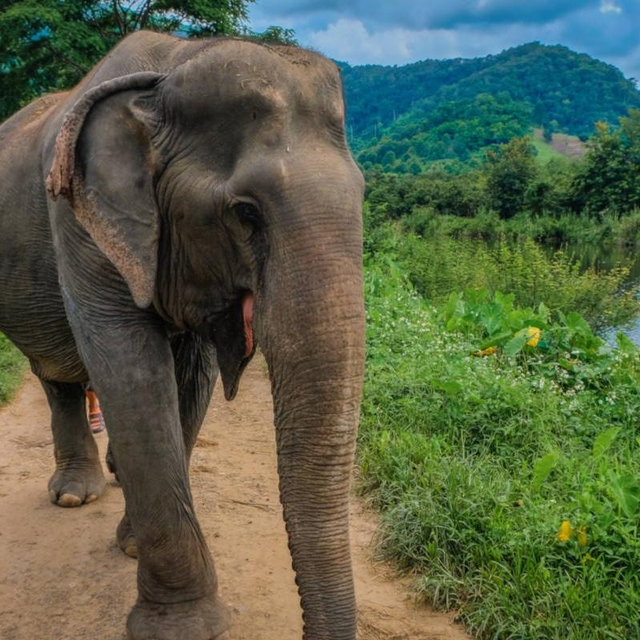 Elephant Sanctuary Experience