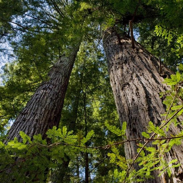 Save the Redwoods Charity