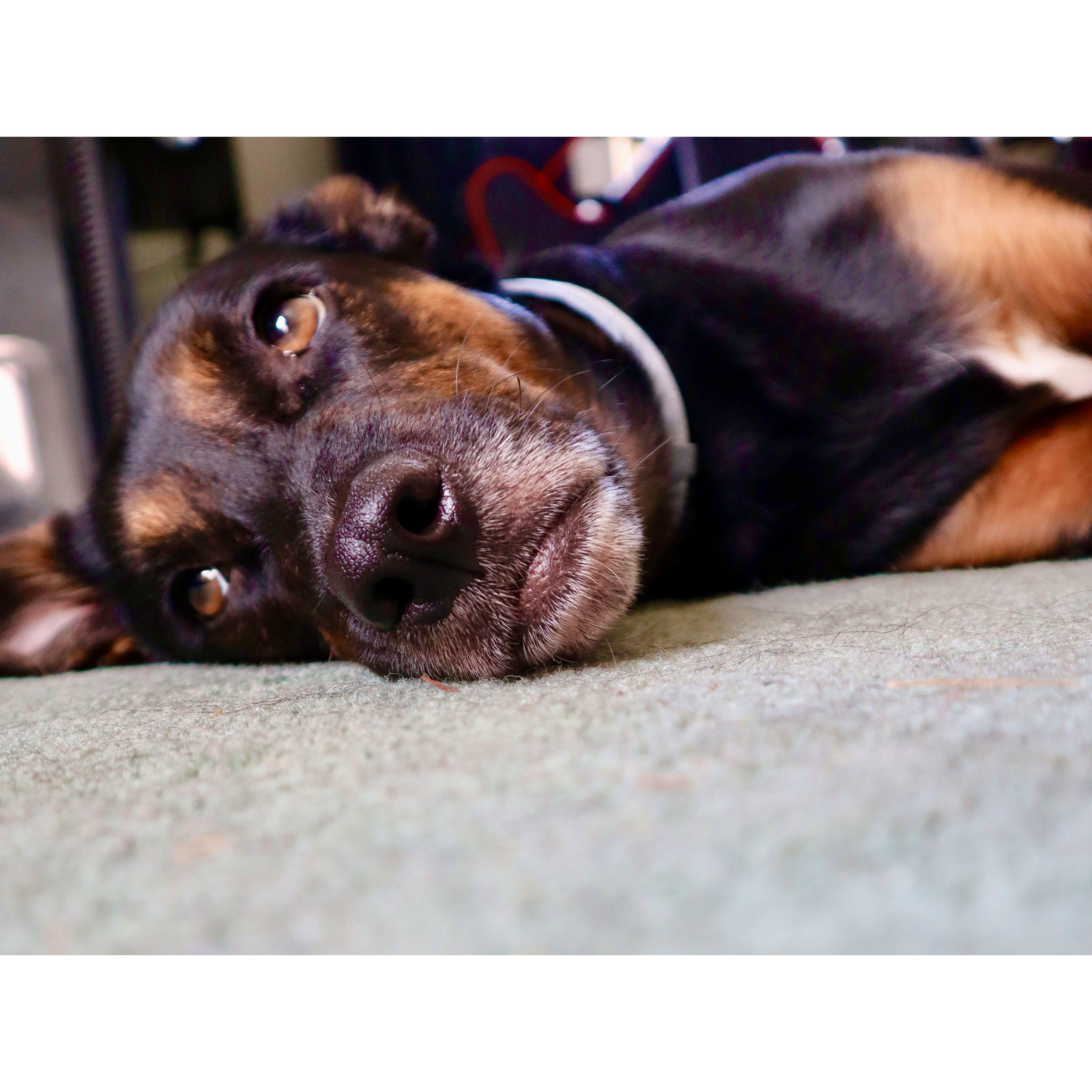 I am trying to sleep here!!Get that camera out of my face!