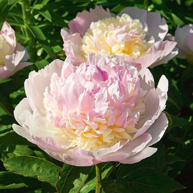 Peony Raspberry Sundae