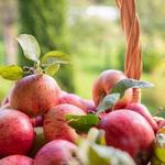 Collegeville Orchards