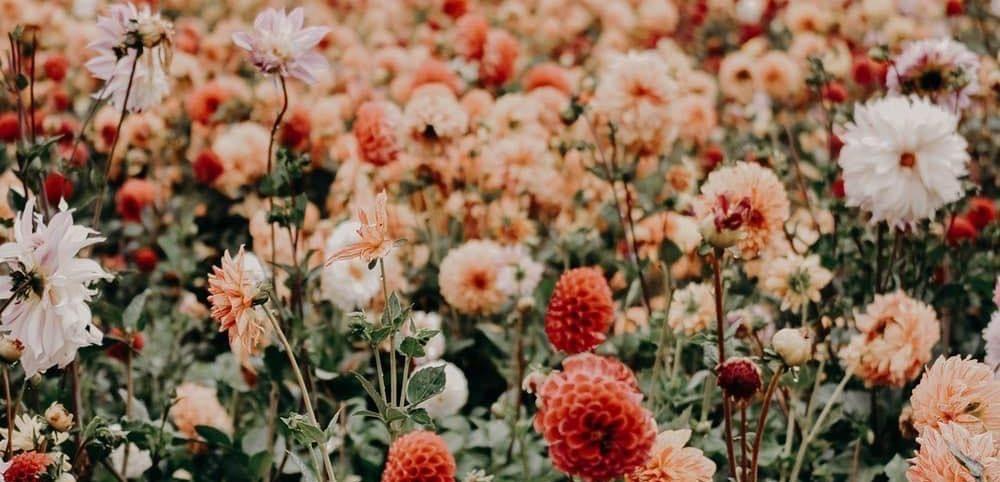 The Wedding Website of Ashlyn Kopinski and Owen Drake