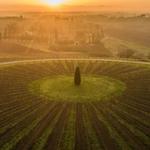 Avignonesi Winery Fattoria Le Capezzine