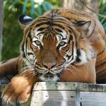 Naples Zoo at Caribbean Gardens