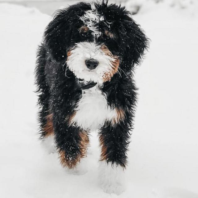 Puppy of Our Dreams