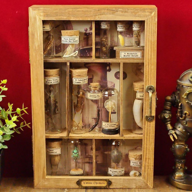 Wood Cabinet of Natural History Curiosities, Vintage-style Display Case, Quirky Home Decor, Retro taxidermy, amphibian specimens