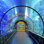 Shark Reef Aquarium at Mandalay Bay