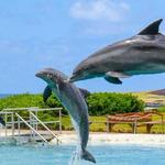 Sea Life Park