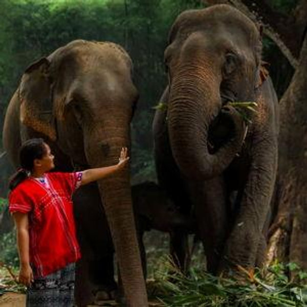 Honeymoon Ethical Elephant Experience