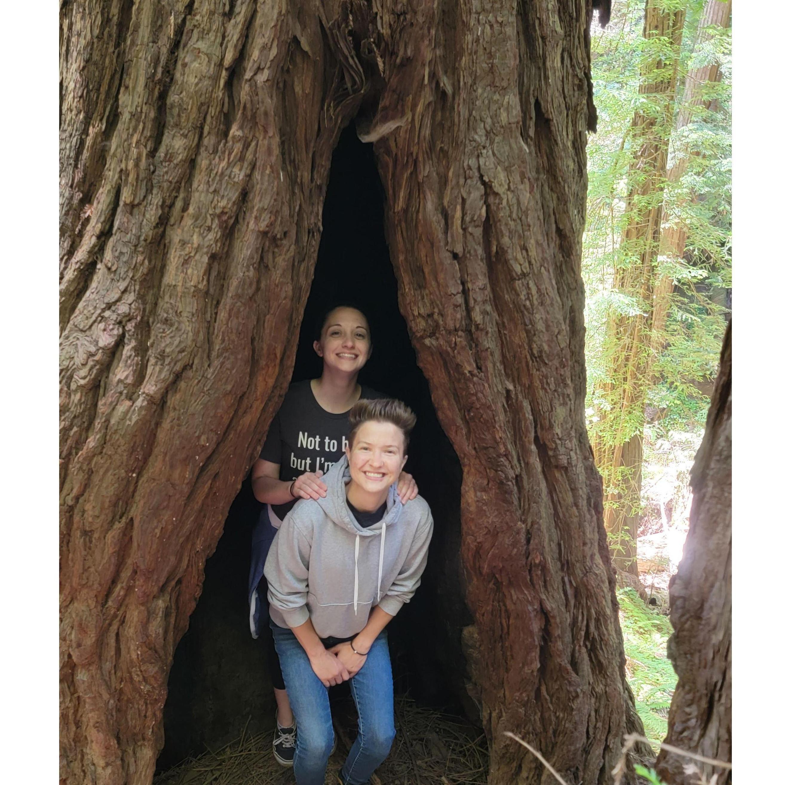 Muir Woods Park, Mill Valley, CA