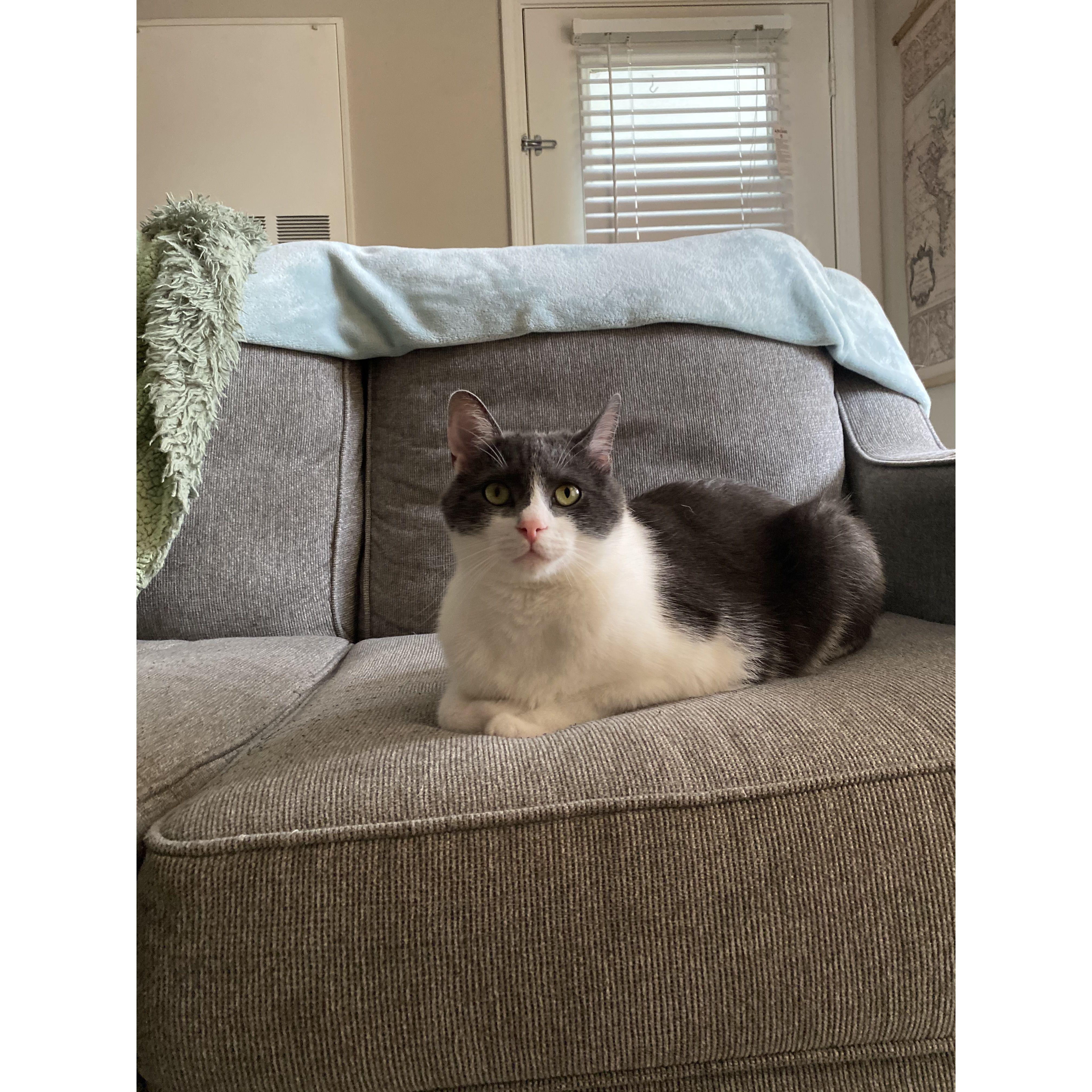 Courtney’s man- Pickles (2019)