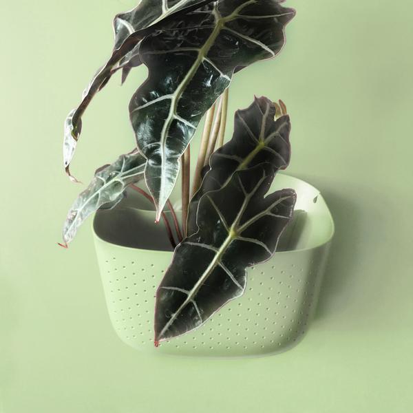 Wally Eco Mint Wall Planter